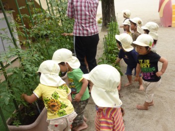 「先生~ここにもあるよ!」~ひよこ組~ 「先生~ここにもあるよ!」~ひよこ組~