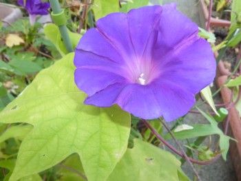 みんなを待っていた朝顔さん! みんなを待っていた朝顔さん!