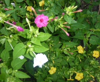 おしろい花 おしろい花