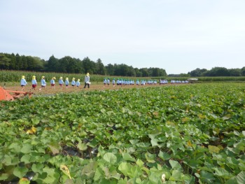 おイモ畑 おイモ畑