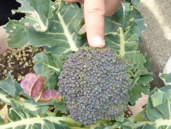 ブロッコリーとかわいい指 ブロッコリーとかわいい指