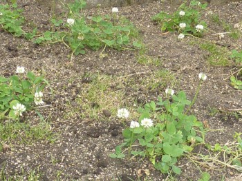 芝とクローバー 芝とクローバー