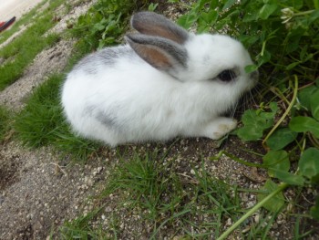 はじめてのお散歩~うさぎの運動場にて~ はじめてのお散歩~うさぎの運動場にて~