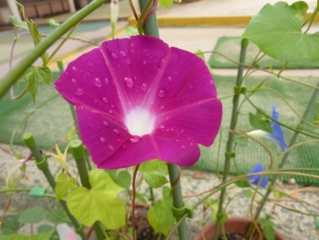 幼稚園に咲いた朝顔 幼稚園に咲いた朝顔