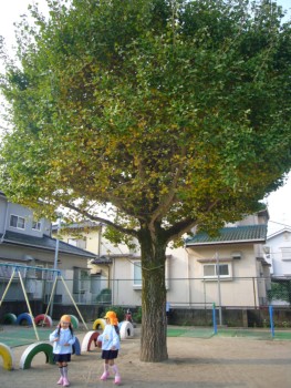 園庭の銀杏 園庭の銀杏