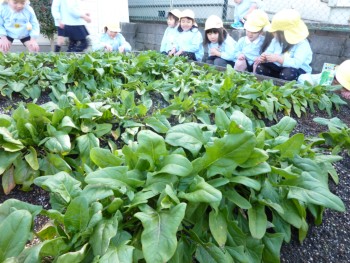 ほうれん草畑でにっこり ほうれん草畑でにっこり