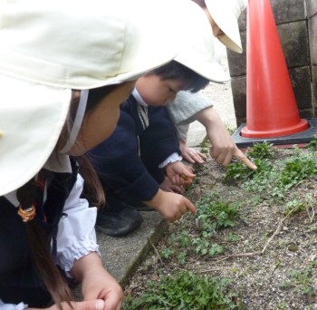 よもぎ あったよ! よもぎ あったよ!