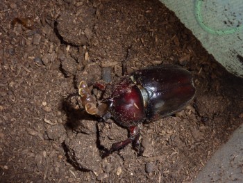 さなぎから誕生! さなぎから誕生!