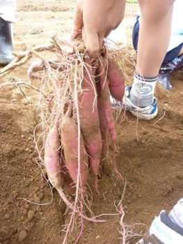 べにはるか べにはるか