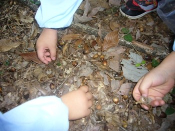 どんぐり どんぐり