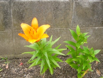 今年も咲きました 今年も咲きました