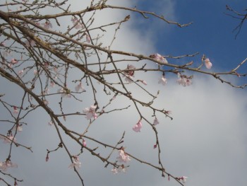 園庭の桜も少しずつ咲き始めています。